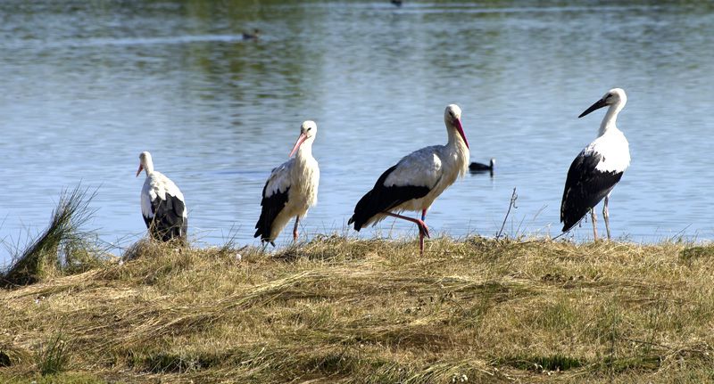 visite du parc ornithologique du teich au mois d'août 2009.