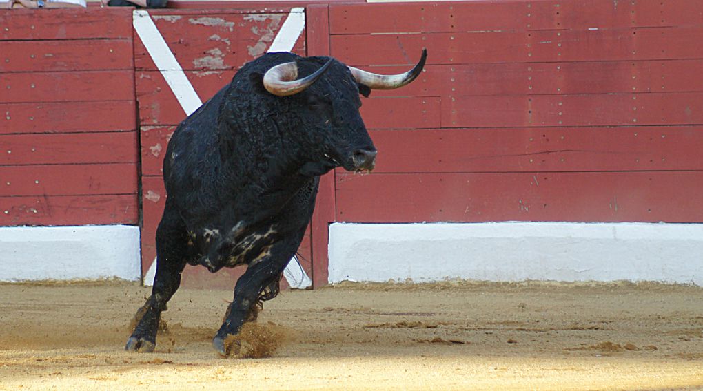 Album - 2012 / 07 - Orthez--Corrida--de-Veiga-Texeira