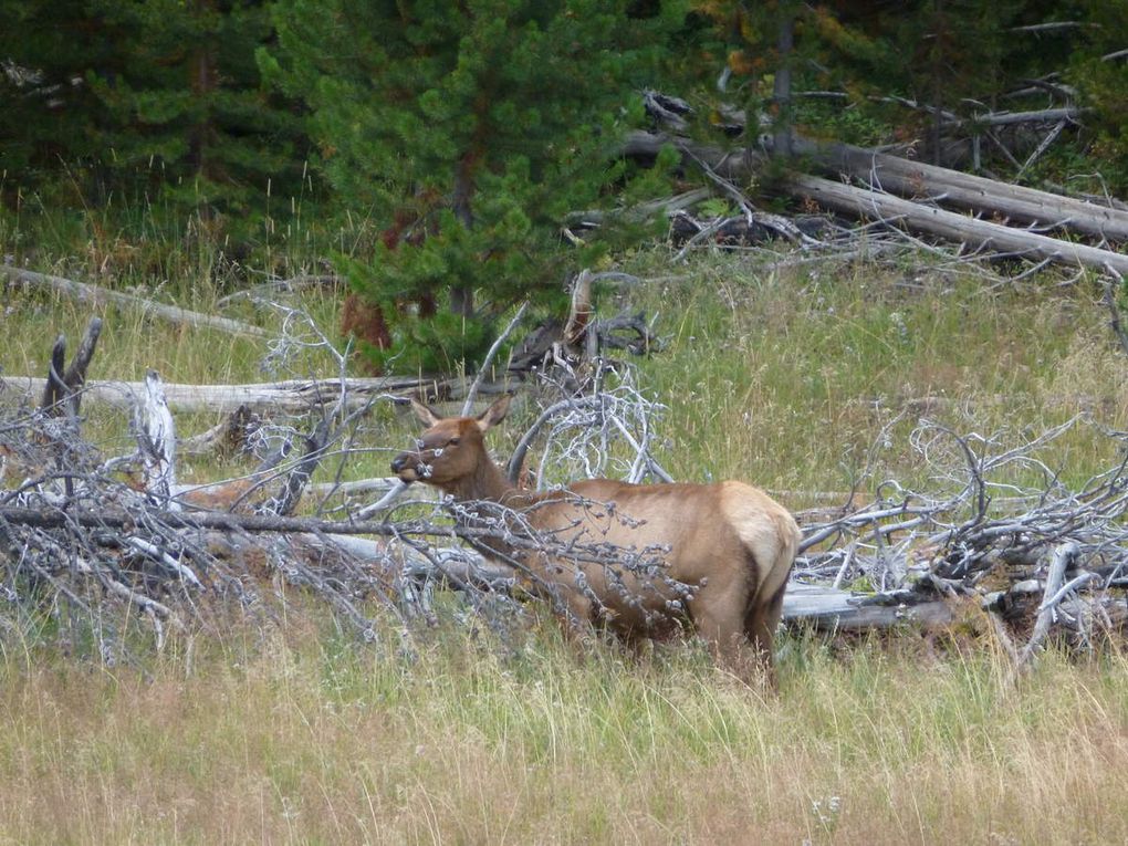 Bonus : Les Animaux de Yellowstone 