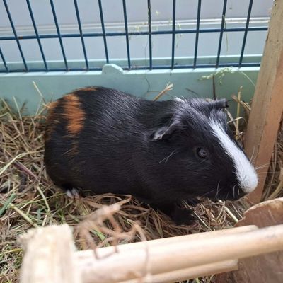 Pim, Pam et Poum - En cours d'adoption !