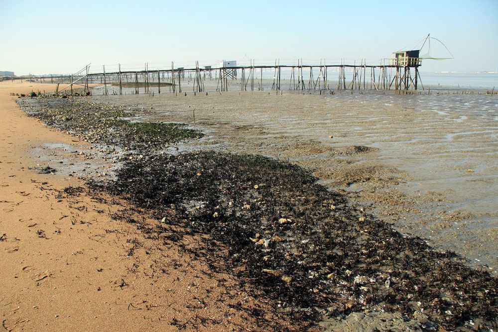 Album - Estuaire de la Loire