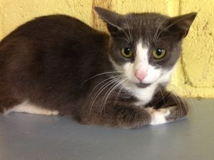 Adoption 6 Chats Bienvenue Chez Nounette