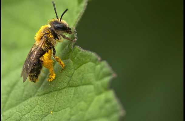 Abeille à culottes