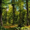 Vente de bois