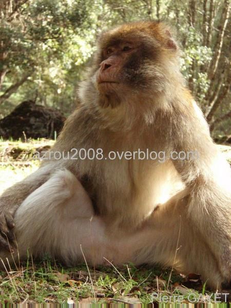 macaques de Barbarie (Macaca sylvanus) ou singe magot, dans une forêt de cèdres du moyen-Atlas marocain