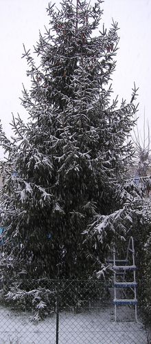 Croyez vous que le Père Noël va passer ?