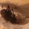 pheidole pallidula