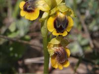 Ophrys jaune (Ophrys lutea)