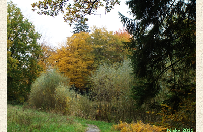 Dans le bois