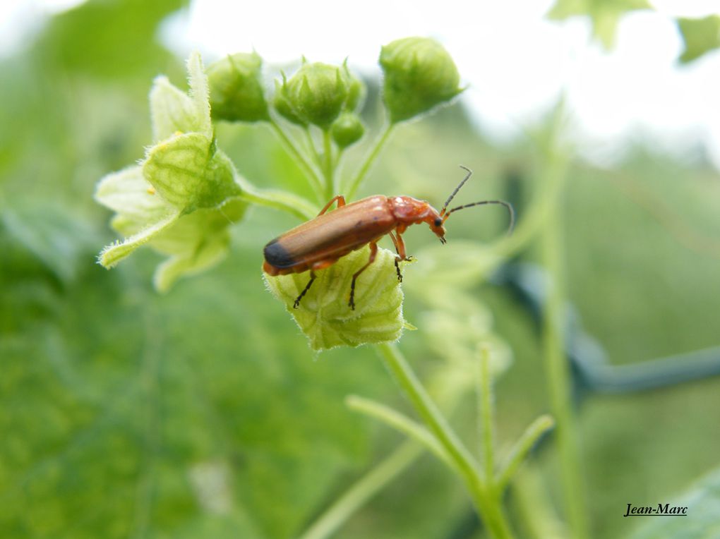 Album - Les-insectes