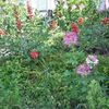 Im Zeichen der Spinnenblumen...