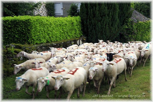 Album - Transhumance-stmamet