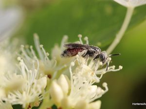 LA POLLINISATION. les pollinisateurs sont très nombreux et très actifs. Des papillons, des mouches de toutes sortes,sans oublier l'abeille et même la guêpe, et bien d'autres..