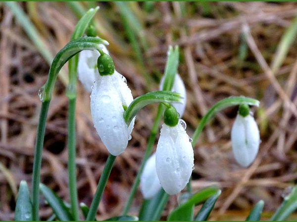 Premières fleurs dans le gazon : Perce neige - 4 photos