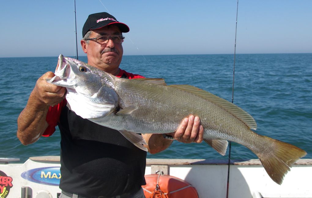 Les derniers poissons de l'année, bars et maigres de fin de saison 2011....