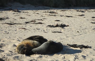 Trip dans l'ile du sud