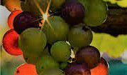 #Symphony Wine Producers Hawaii Island Vineyards USA