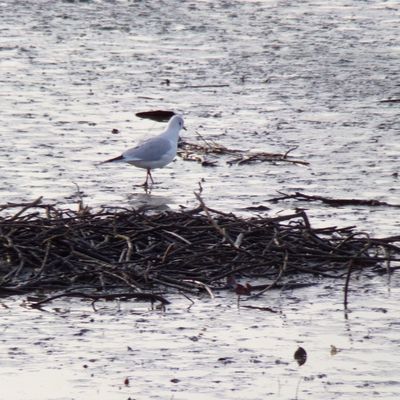 oiseaux sur la Liane , Boulogne sur mer, en hiver 