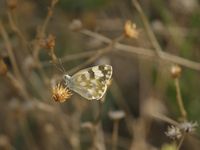 Papillons du Gobi... Argus, type gazé, machaon...