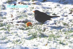 La Neige, protection contre le gel ?