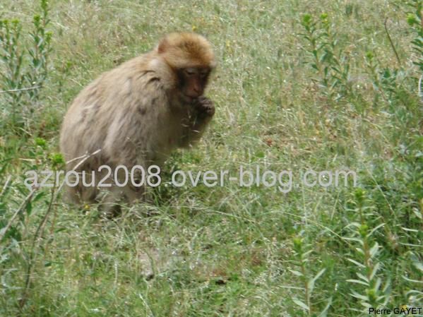 macaques de Barbarie (Macaca sylvanus) ou singe magot, dans une forêt de cèdres du moyen-Atlas marocain