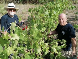 Vendanges 2023 pour la vigne pédagogique de la Bastide MARIN