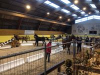 Presentation de jeunes chevaux. 2 &amp; 3 ans. 