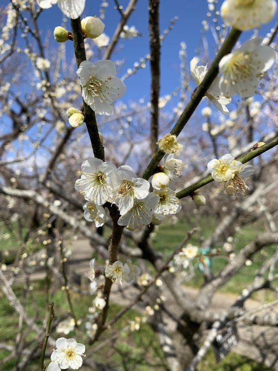 Certains arbres sont des fleurs blanches et des fleurs roses sur une même branche, d’autre des fleurs très charnus, ce sont mes préférés