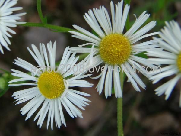 photos prises aux alentours du village de Chemilly, dans l'Allier (03), ainsi que dans la Nièvre (58) et le Puy-de-Dôme (63). Vous y trouverez principalement des photos d'insectes et de fleurs.