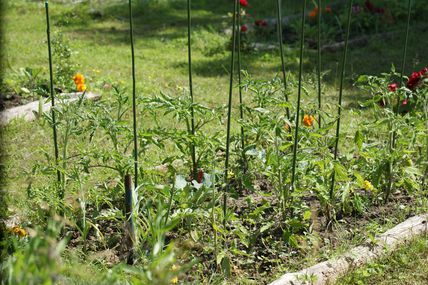 allez un petit coup de rafraichissement au potager