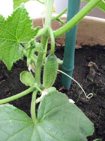 Et oui je distinguais depuis qqs jour de vagues nuances de couleur chaude sur qqs tomates cerises, aujourd'hui c'est confirmé !