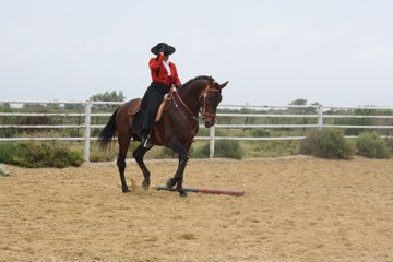 Voici quelques photos de nos chevaux
et des photos en Concours