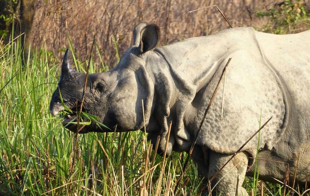 Chitwan(Sauraha), 12 Mars 2019. Népal à vélo. Safari photo dans la jungle.