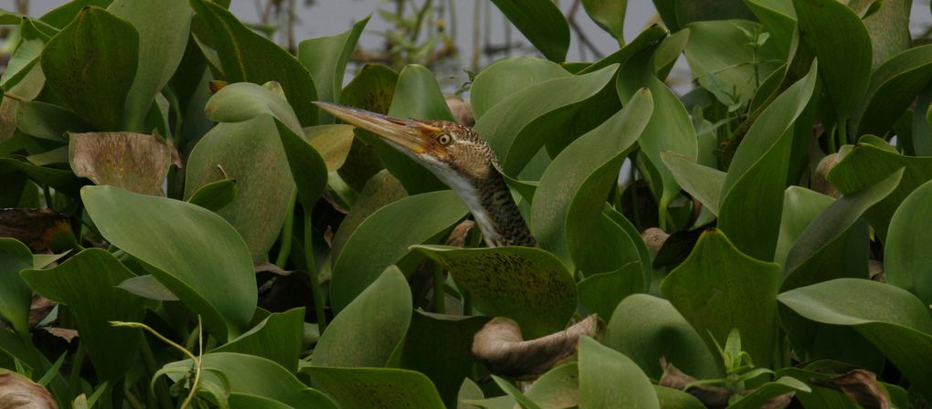 Album - Marais de Segua