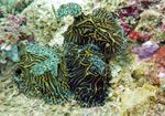 Voyage-plongée: 3 Halgerda sp., Nudibranches