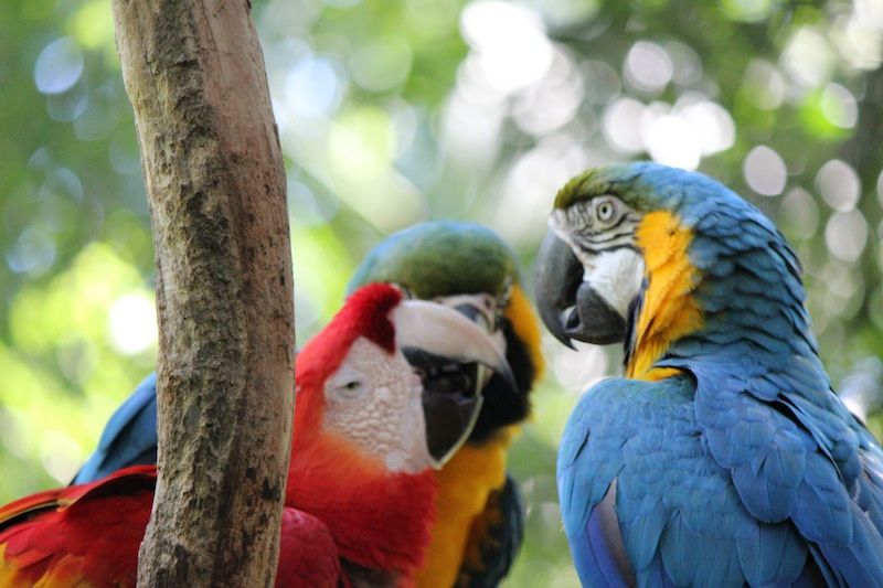 La park des Aves - Parc des oiseaux au Brésil