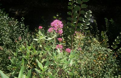 LILAS ESPAGNOL OU PAS ?