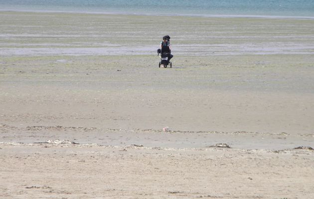 déjà 800 tonnes ramassées sur la plage de Ste-Anne 