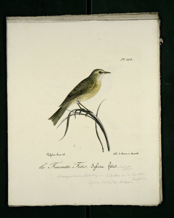 Gravures anciennes en couleur illustrations des oiseaux de Provence