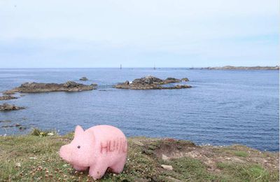 Cochonou à Ouessant