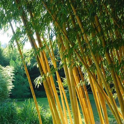 Le bambou 竹