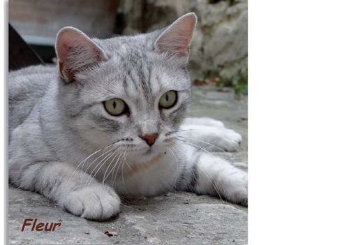 Association Ile Aux Chats Blog D Actualite Sur Les Activites De L Association Ile Aux Chats De Protection De La Race Feline Dans La Municipalite De Saint Martin De Re