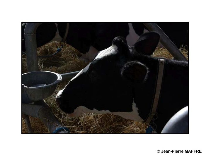 Sous le soleil de Paris, les taureaux du Salon de l'agriculture mettent-ils les vaches en émoi ?