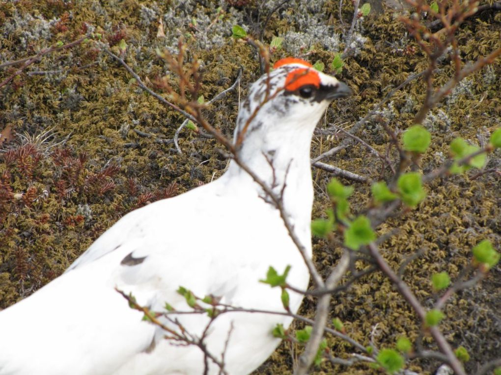 Album - 4 -ISLANDE---Le-Vatnajokull