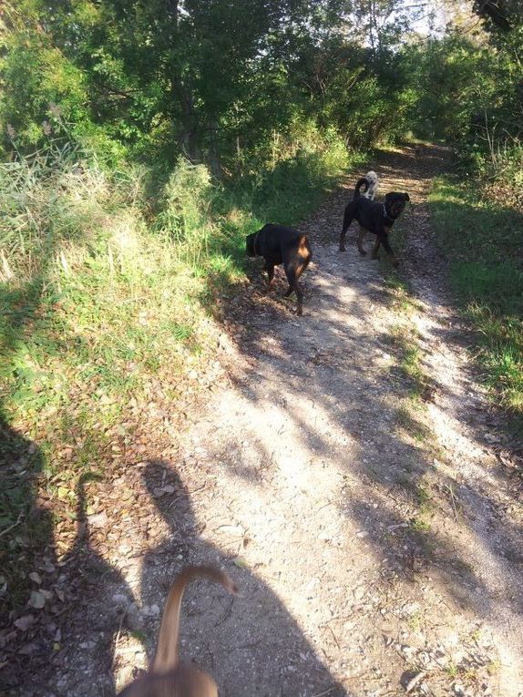 Quelques photos des sorties que nous avons faite. Chaque sortie est classée par date, avec les noms de chaque chien présents.