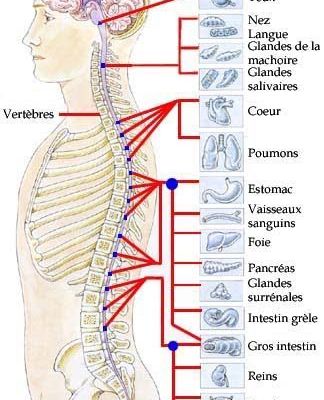 L’origine réelle vos douleurs