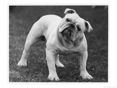 Album - Old-pics Bulldogs