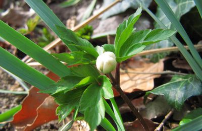 Anémone sylvie ou Anémone des bois  (Anemone nemorosa)