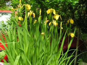 Iris jaunes....