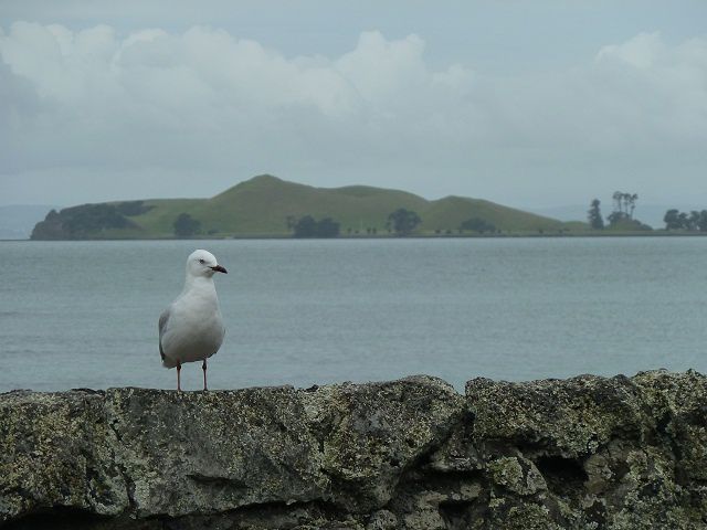 Album - Auckland